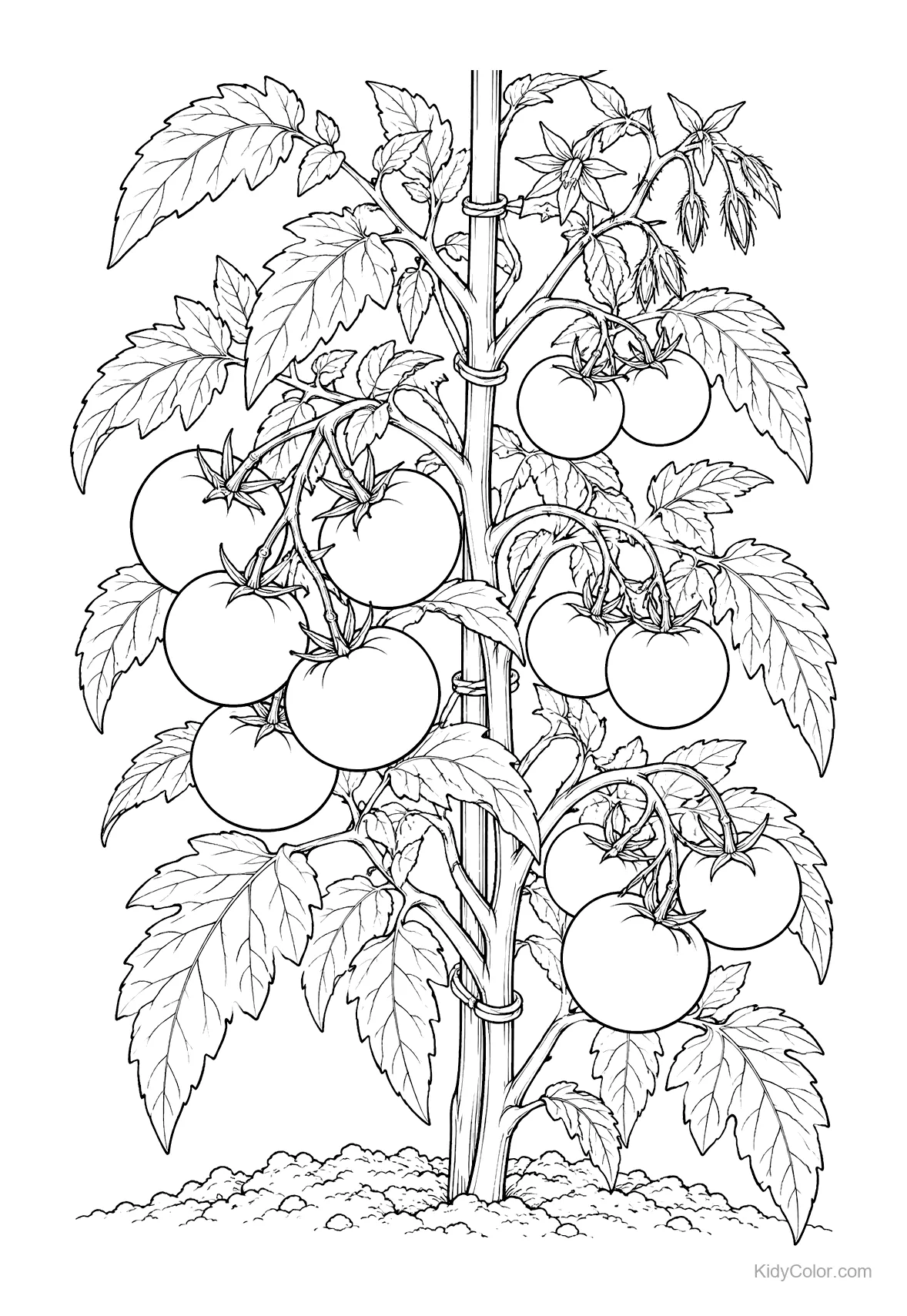 Tomato plant with ripe tomatoes and leaves.