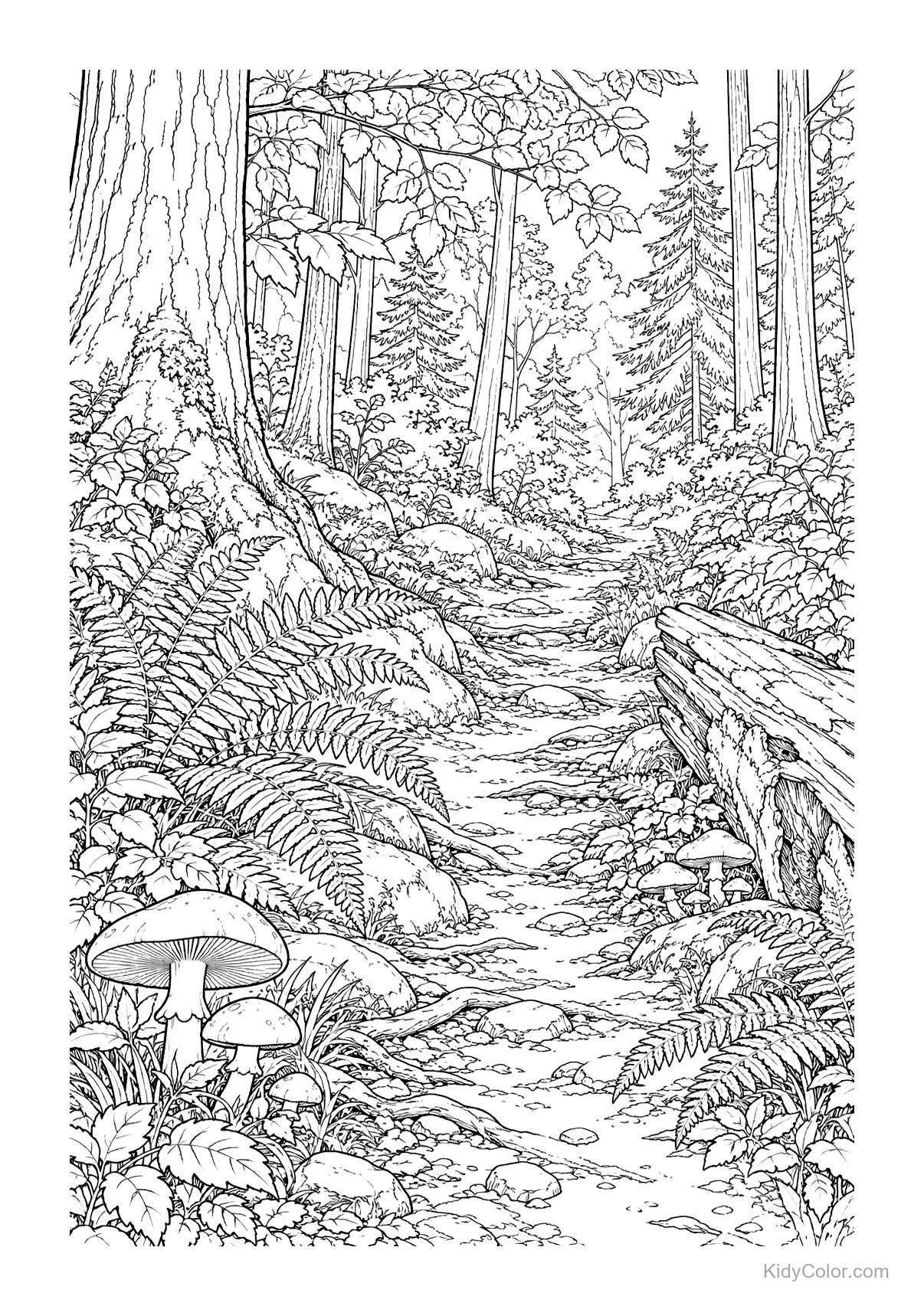 Sendero en el bosque con árboles, helechos y setas.
