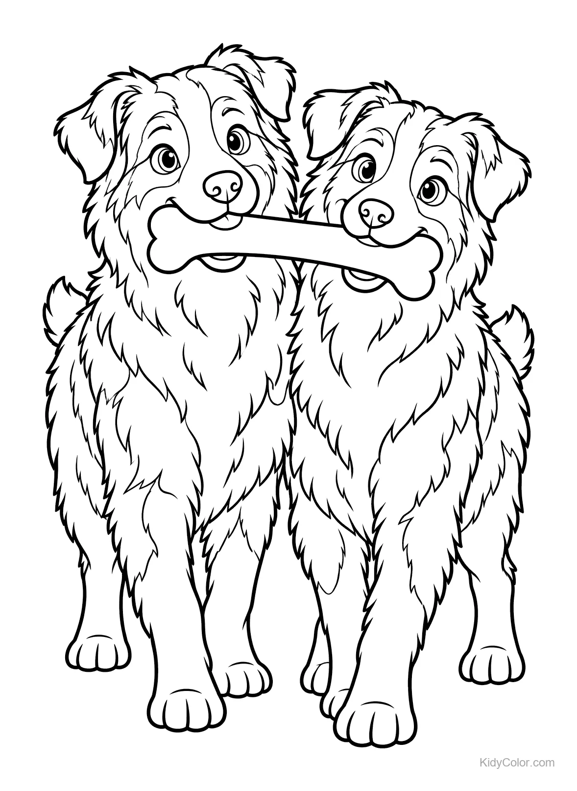 Zwei Australian Shepherds stehen mit einem Knochen im Maul.