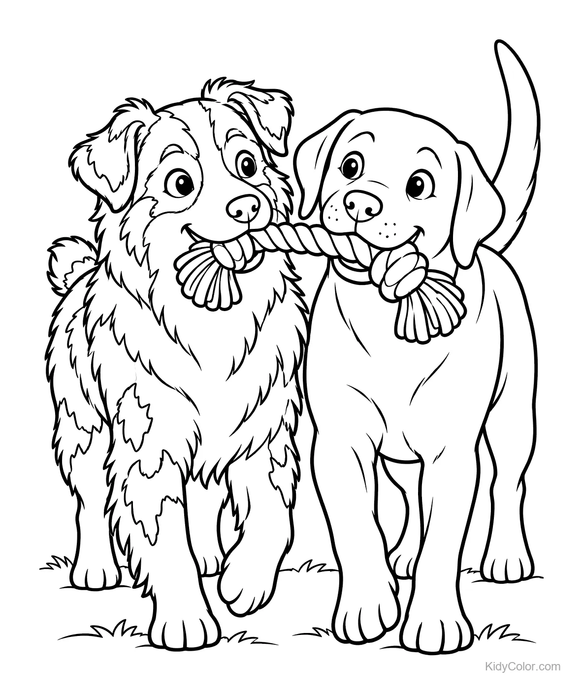 Twee vrolijke honden, een Australian Shepherd en een Labrador, met een speeltouw.
