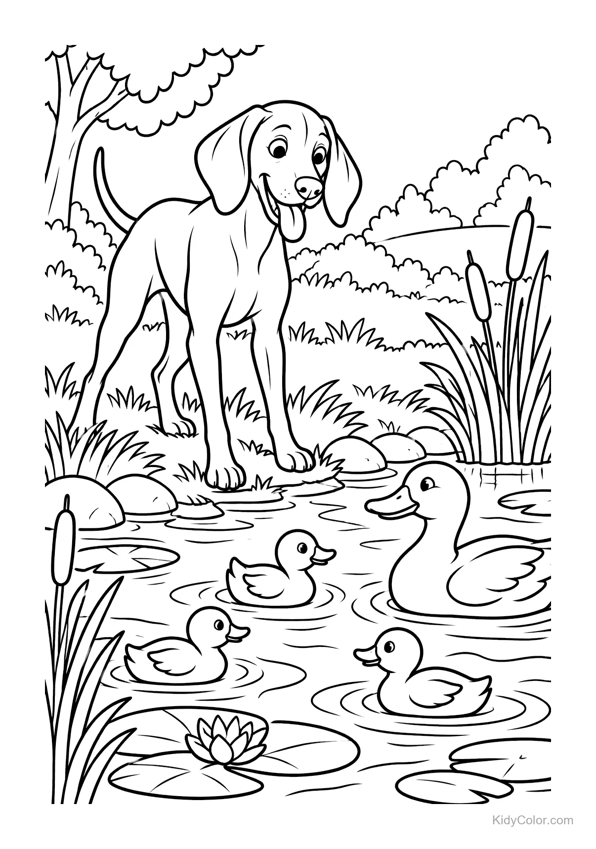 Vizsla dog stands by a pond watching ducks swim.