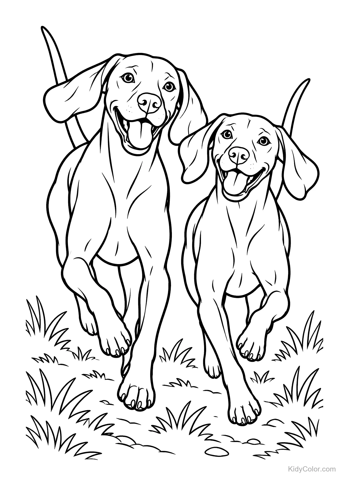 Two Vizsla dogs running through grass with joyful expressions.