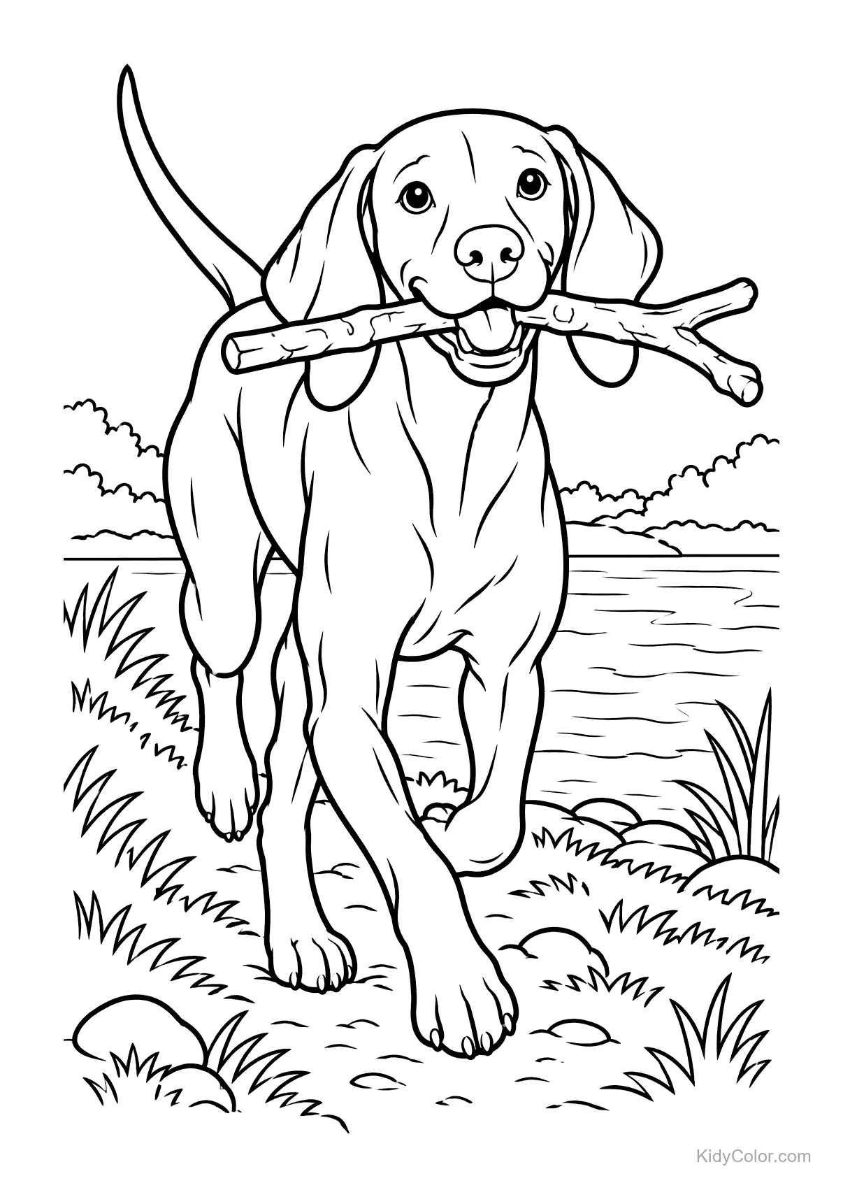 A Vizsla dog running with a stick by the water.