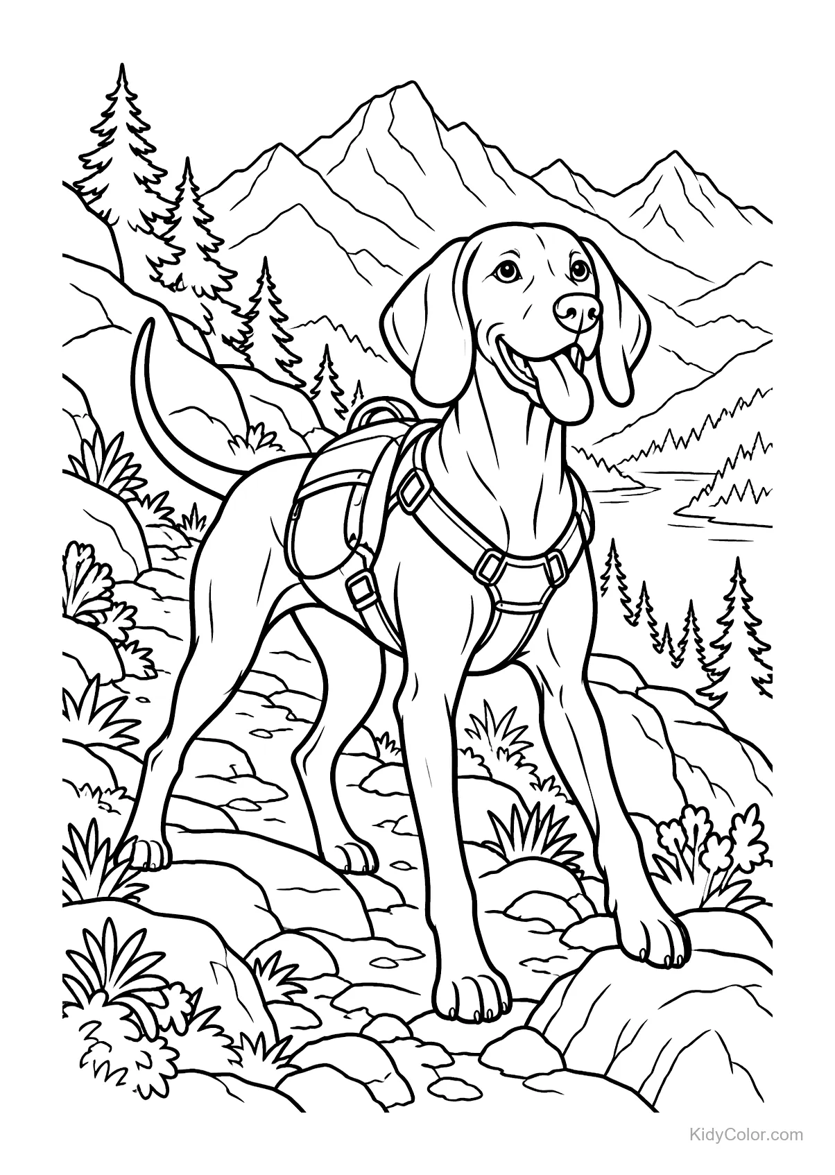 A Vizsla dog hiking in the mountains with a harness.