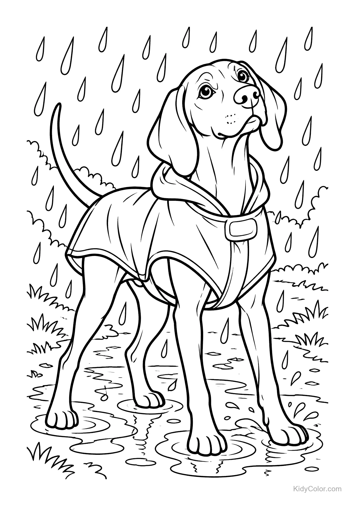 A Vizsla wearing a raincoat stands in the rain with puddles around.