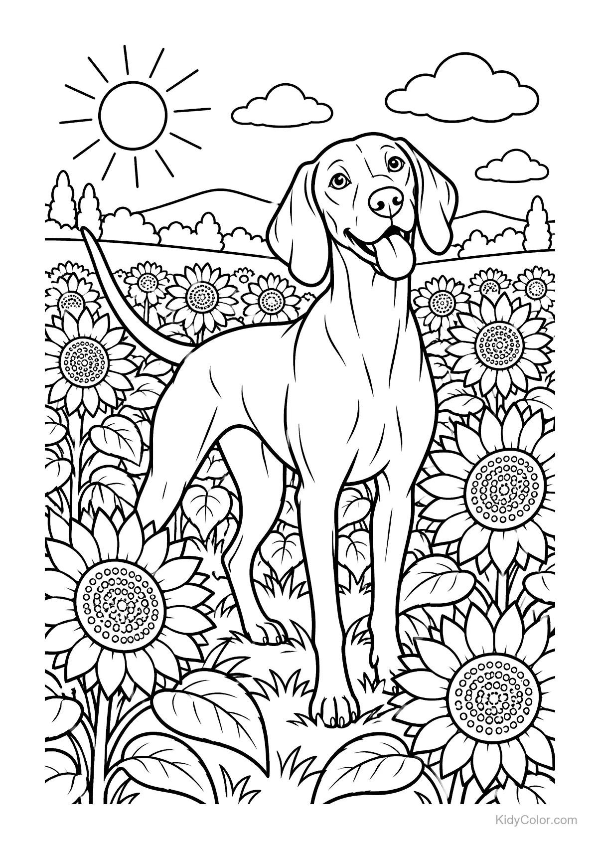 A Vizsla dog standing in a sunflower field with a sunny sky.