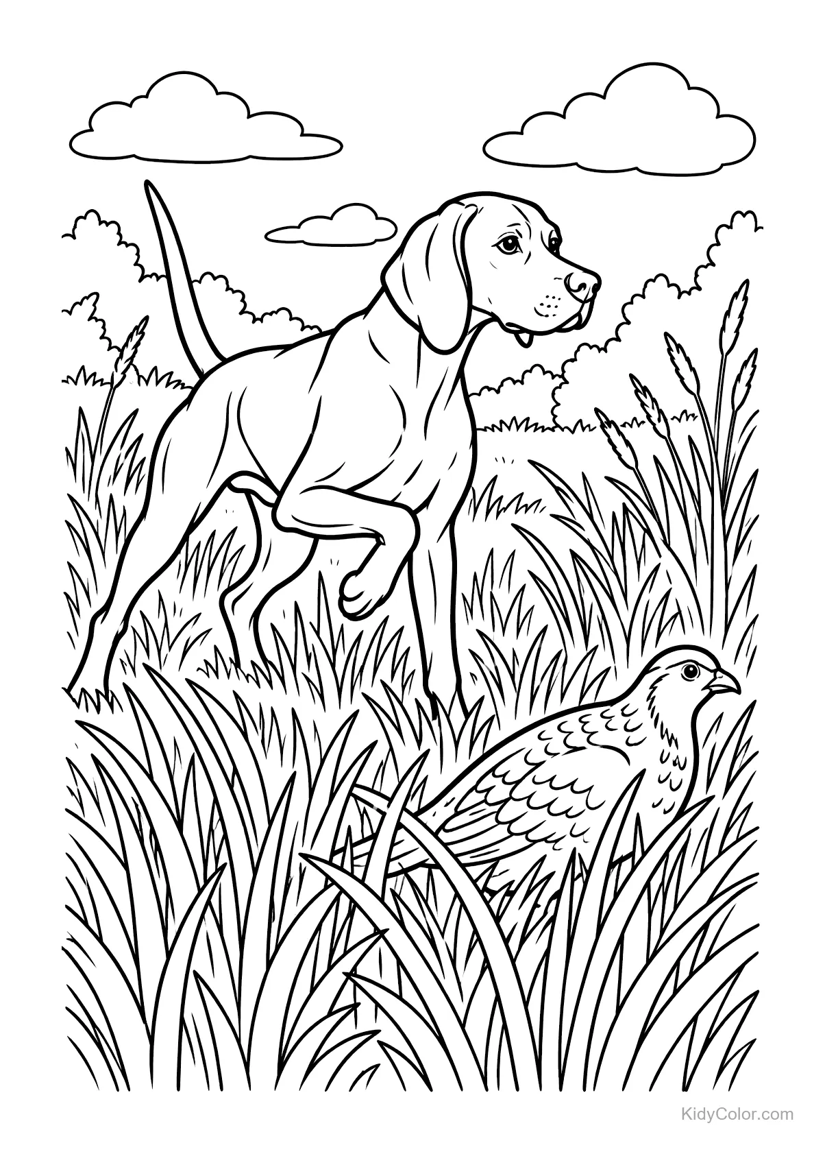 Vizsla-Hund im Feld zeigt auf eine Wachtel.