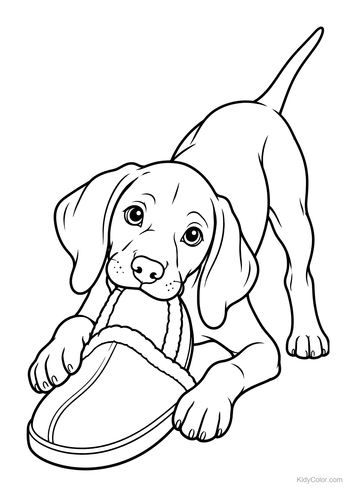 A Vizsla puppy playing with a slipper, lying down.