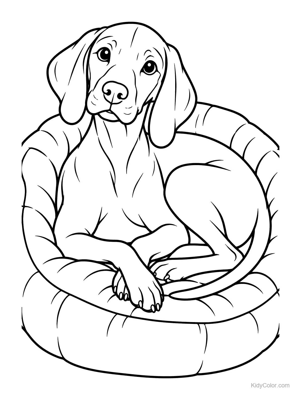 Vizsla in a round cozy bed, looking content.