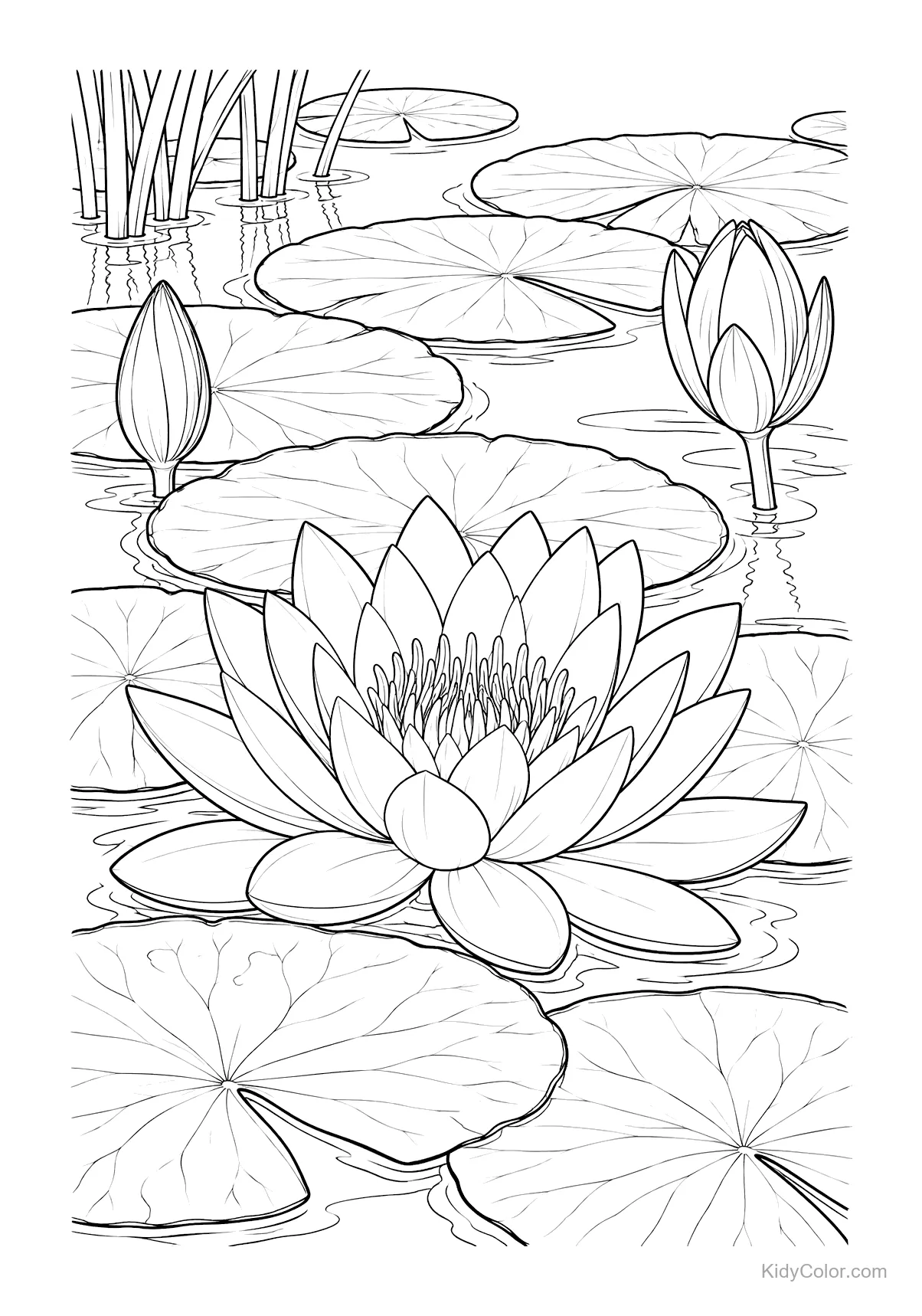 A water lily pond with blooming lilies and floating leaves.
