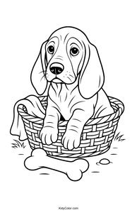 Basset Hound