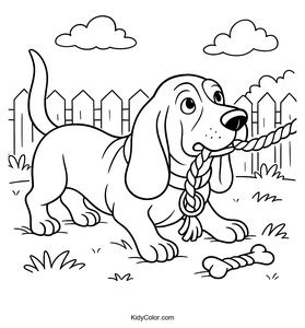 Basset Hound