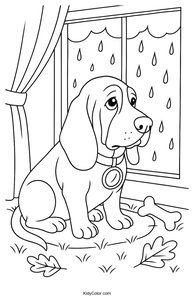 Basset Hound
