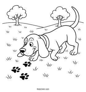 Basset Hound