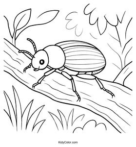 Beetles