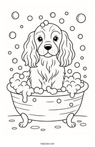 Cocker Spaniel