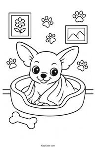 Chihuahua