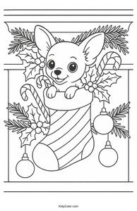 Chihuahua