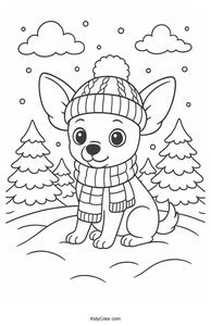 Chihuahua