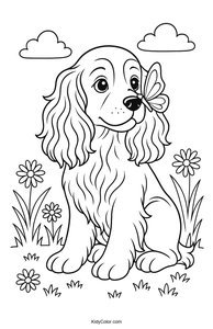 Cocker Spaniel
