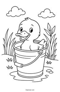 Ducks