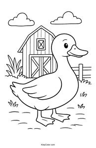 Ducks