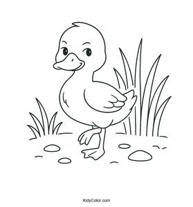 Ducks