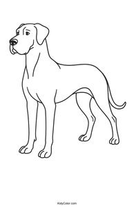 Great Dane