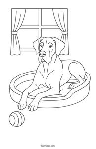 Great Dane