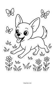 Chihuahua