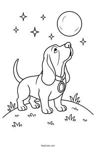 Basset Hound