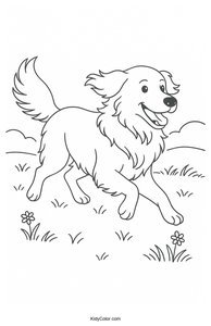 Golden Retriever