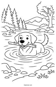 Labrador