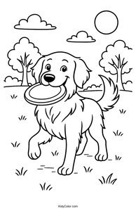 Golden Retriever