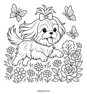 Shih Tzu