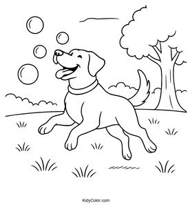 Labrador