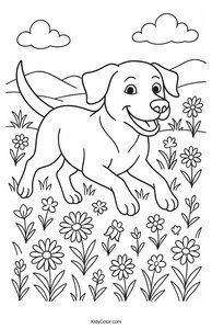 Labrador