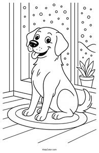 Labrador