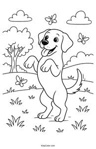 Labrador
