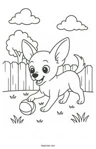 Chihuahua