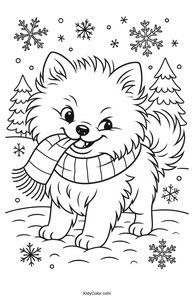 Pomeranian