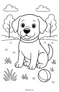 Labrador