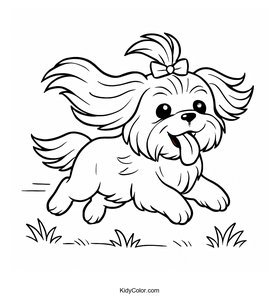 Shih Tzu