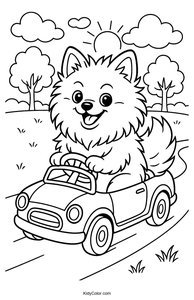 Pomeranian