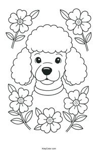 Poodle