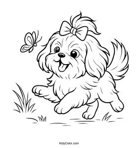 Shih Tzu
