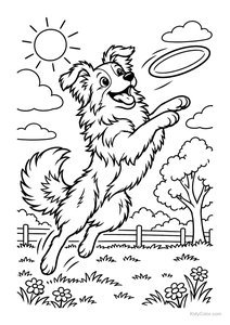 Border Collie Playing Frisbee