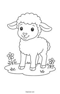 Sheep