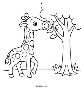 Giraffe Bending To Nibble Leaves From A Tall Tree