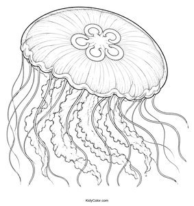 Intricate Jellyfish Anatomy